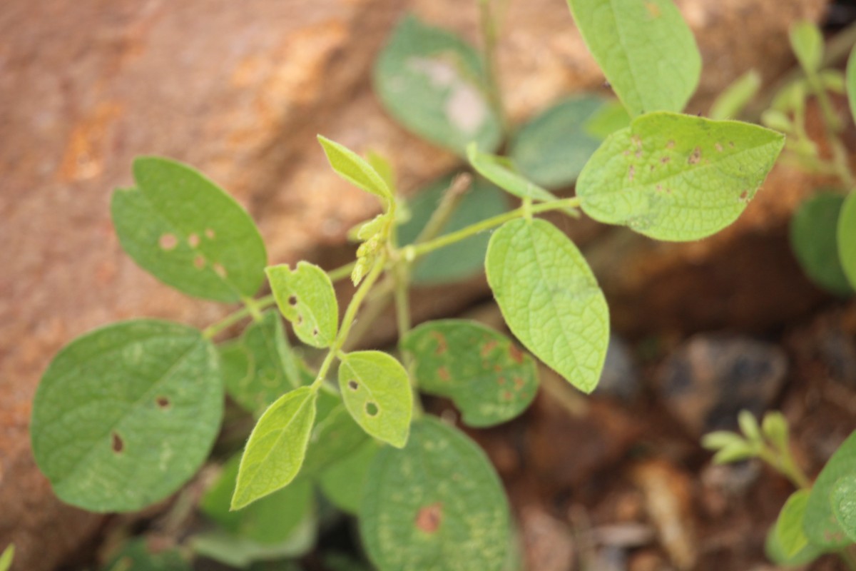 Cajanus rugosus (Wight & Arn.) Maesen